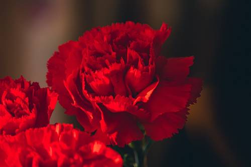 Capitol Theatre Volunteers Spread Delight with Red Carnations for Hadestown